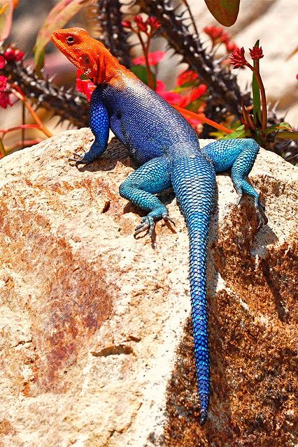 Red-headed Rock Agama Colorful Lizards, Chameleon Lizard, Cute Reptiles, Most Beautiful Animals, Chameleons, Salamanders, Crocodiles, Reptiles And Amphibians, Lizards