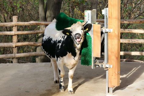 Hoofstock Enrichment, Zoo Enrichment, Animal Enrichment, Cow Toys, Petting Zoo, Animal Sanctuary, Event Center, Zoo Animals, Cow