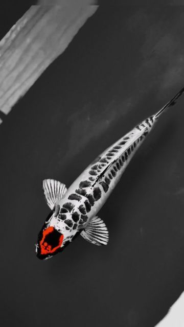 Tancho Koi, Koi Fish Colors, Koi Pond Design, Pretty Fish, Koi Ponds, Koi Art, Aquarium Landscape, Pond Water Features, Carpe Koi