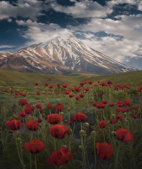 Damavand Mountain, Social Photo, Visit Iran, Iran Travel, Tehran Iran, Mountain Forest, Mountain Photos, Misty Forest, Landscape Features