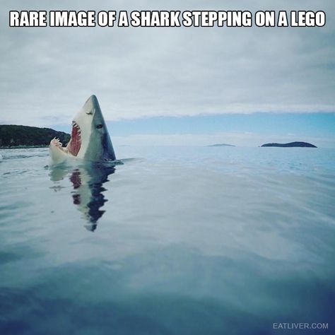 Ouch Step On A Lego, Sharks Funny, Rare Images, Humor Memes, Rare Photos, Funny Animal Pictures, Animal Memes, Bones Funny, Funny Photos