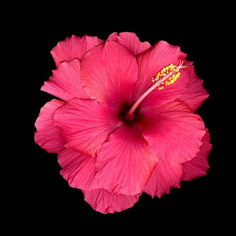 2,526,705 Flowers Photos and Premium High Res Pictures - Getty Images Pink Hibiscus Flower, Pink Hibiscus, Hibiscus Flower, Pink Flower, Black Background, Hibiscus, Getty Images, Close Up, Stock Photos