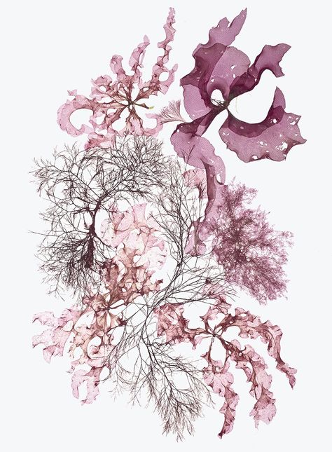 Seaweed Art by Corinna Kaufman - www.seaweedartist.com Seaweed Art, Sea Plants, Sea Life Art, Plant Tattoo, Geniale Tattoos, Moss Art, Watercolor Projects, Pressed Flower Art, Sea Art