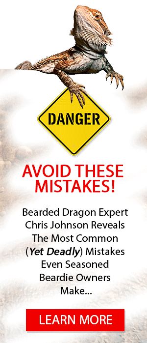 Poop 101: A Definitive Guide To Bearded Dragon Poop | Beardie Guide Bearded Dragon Outside Enclosure, Multilevel Bearded Dragon Habitat, How To Care For Bearded Dragons, Bearded Dragon Habitat Setup, Bearded Dragon Husbandry, Bearded Dragon Climbing Ideas, Bearded Dragon Blanket, Bearded Dragon Hacks, Lizard Tank Ideas Diy Bearded Dragon