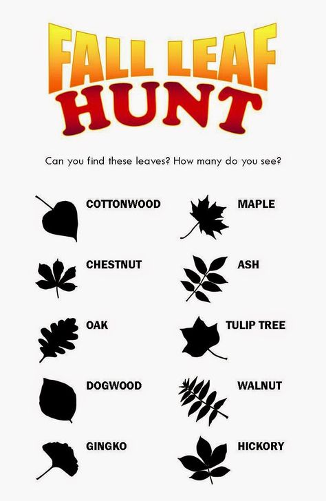 free printable for a fall leaf scavenger hunt Nature Art Activities, Leaf Hunt, Csa Farm, Leaf Projects, Fall Preschool Activities, Tree Study, Fall Preschool, Autumn Foliage, Kindergarten Science