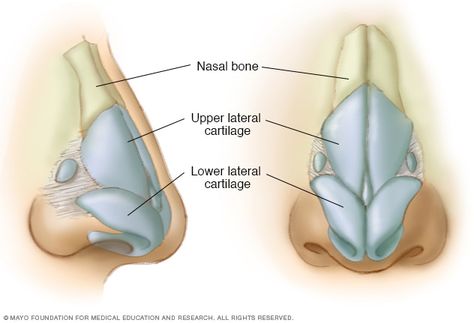 Rhinoplasty - Mayo Clinic Nose Cartilage Anatomy, General Medicine, Broken Nose, Head Anatomy, Heart Diet, Nose Bone, Face Anatomy, Cramps Relief, Ear Art