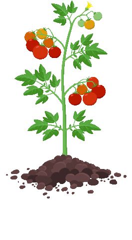 Tomato Drawing, Tomato Tree, Tanaman Tomat, Growing Tomato Plants, Plant Cartoon, Tomato Farming, Plant Structure, Capas Samsung, Plant Clips