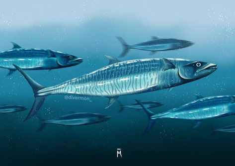 Spanish mackerel swimming underwater art artwork procreate painting fish White Worms, Procreate Painting, Mackerel Fish, Spanish Mackerel, Swimming Underwater, Painting Fish, Underwater Art, Fish Swimming, Fish Painting