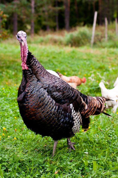 Ridley Bronze turkey tom. A Ridley Bronze turkey tom on a farm with some chicken #Sponsored , #PAID, #PAID, #Bronze, #chicken, #farm, #Ridley Hemp House, Bronze Turkey, Turkey Tom, Permaculture Garden, North American Animals, Tom Turkey, Build A House, Farm Lifestyle, James 4