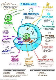 Cell Biology Notes, Biochemistry Notes, Biology Diagrams, Cell Diagram, Biology College, Learn Biology, Biology Revision, General Biology, Study Biology