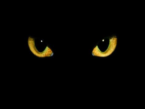 Cat eyes Cat Eyes Drawings, Lock Unlock Wallpaper, Your Warrior Cat Name, Cat Eyes Tattoo, Unlock Wallpaper, Cat Eye Tattoo, Cat Eye Art, Yellow Cat Eyes, Black Cat With Yellow Eyes