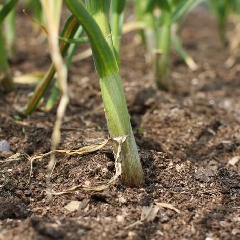 While many garden varieties are good garlic companion plants, there are a few that might experience stunted growth when planted near garlic. Garlic Companion Plants, Tomato Worms, Carrot Benefits, Cabbage Worms, Organic Pest Control, Rabbit Eating, Improve Soil Quality, Japanese Beetles, Bush Beans