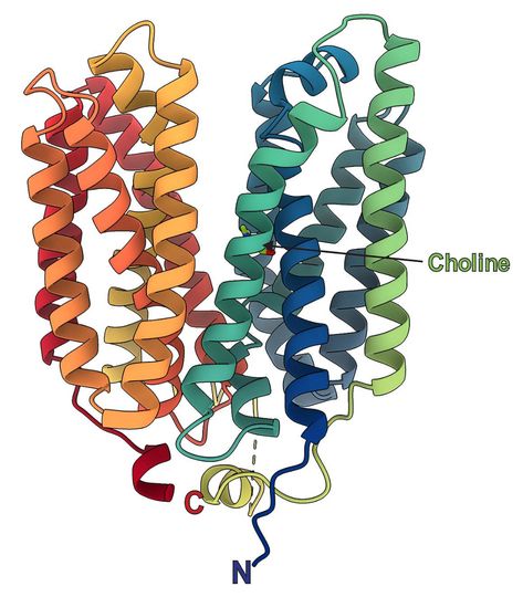 Diagram of FLVCR2 protein structure. Protein Structure, Science Diagrams, Teaching Chemistry, Freedom Of Information Act, Brain Tissue, Nerve Cell, Neurological Disorders, Clinical Research, Medical Research