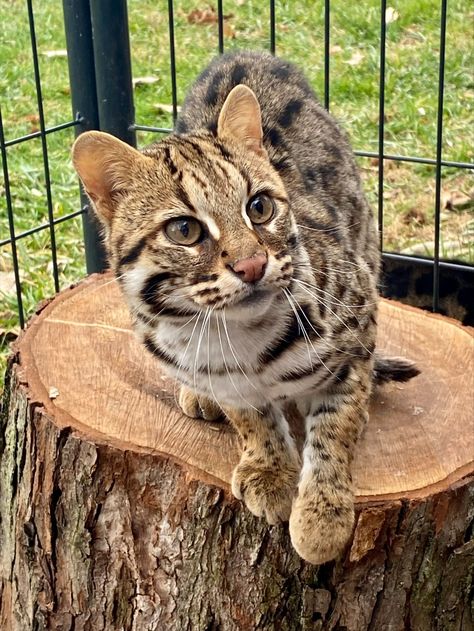 Asian Leopard Cat - The International Bengal Cat Society Asian Leopard Cat, Leopard Cat, Adorable Cats, Future Goals, Bengal Cat, Big Cats, Wild Cats, Cats And Kittens, Cute Cats