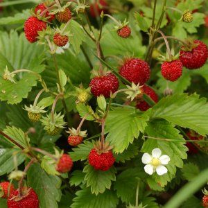 Wild Strawberries,because of their diminutive size(& superior flavor)will fascinate children. I remember the first time I discovered what I was sure was Fairy fruit!I found a patch of Wild Strawberry in Golden Gate Park(in San Francisco)-when I was six;I will never forget how magical these little berries seemed!Your kids will love them just as I did!Here are seeds for a cultivar of Alpine(wild)Strawberry that is said to yield reliably. Heirloom Strawberry Plant Fragaria vesca Alexandria - 50 Seeds Alpine Strawberries, Spinach Seeds, Strawberry Plant, Winter Drink, Strawberry Leaves, Strawberry Seed, Wild Strawberry, Growing Strawberries, Strawberry Plants