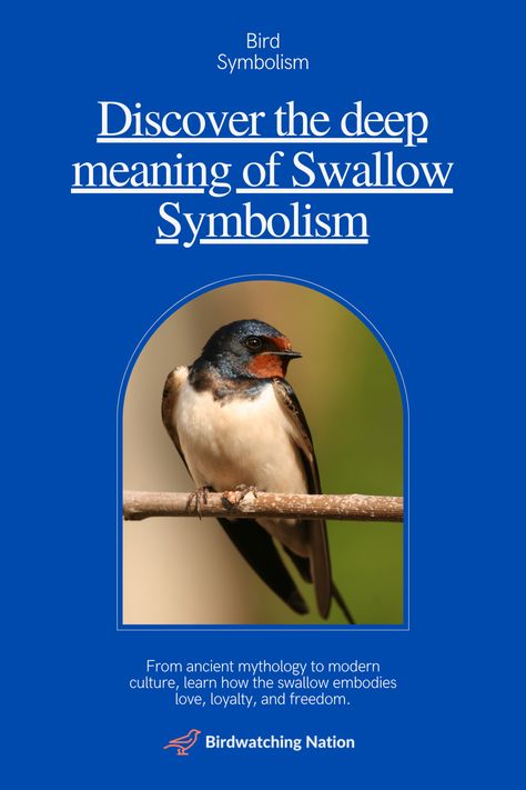 Explore the fascinating world of 'Swallow Symbolism' with this engaging pin! Swallows, known for their elegance, are more than just birds – they are symbols of love, loyalty, freedom and more. This pin delves into how various cultures revere swallows, making it a must-see for those interested in cultural symbolism and bird enthusiasts. Enhance your understanding of swallow symbolism and let these birds inspire your daily life. Pin now for a deep dive into the world of swallow symbolism! 🕊️ Swallow Bird Meaning, Swallow Symbolism, Bird Meaning, Bird Symbolism, Spring In Japan, Old Friendships, Swallow Tattoo, Barn Swallow, Symbols Of Love