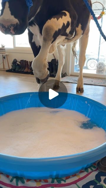 Elias Herrera on Instagram: "Spa day for Bruce! #cow #brucethecow #farm #animals" Bruce The Cow, Funny Farm Animals Videos, Cow Videos For Kids, Pictures Of Cows, Funny Cow Videos, Farm Animal Videos, Cow Videos, Funny Farm Animals, Funny Cows