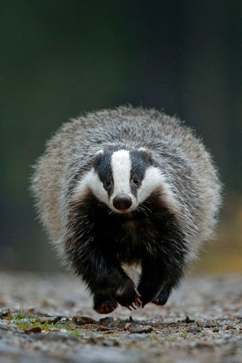 Badger Pictures, European Badger, Unusual Animals, Warrior Cats, In The Wild, Spirit Animal, Badger, Natural World, Animal Kingdom