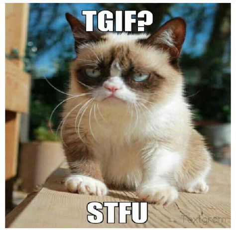 TGIF Grumpy cat Grumpy Cat Images, Grump Cat, Grumpy Cat Meme, Grumpy Cat Quotes, Funny P, Cat Jokes, Grumpy Cat Humor, Memes Sarcastic, Cat Quotes