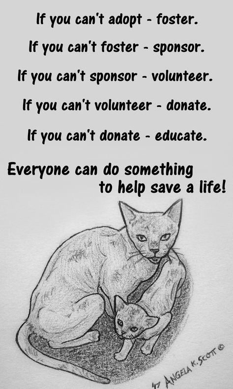 Foster Animals Quotes, Stray Animals Quotes, Vegan Reasons, Veganism Quotes, Cat Foster, Tnr Cats, Veterinary Tech, Foster Animals, Kittens Coloring