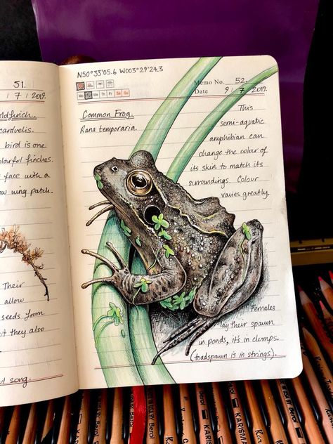 Doodling Animals, Botanical Sketchbook, Field Journal, Animal Study, Sketchbook Art Journal, Art Pastel, Desenho Tattoo, A Frog, Scientific Illustration