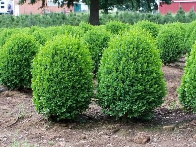 Deer Resistant Shrubs, Boxwood Landscaping, Shrubs For Landscaping, Buxus Sempervirens, Box Wood Shrub, Bushes And Shrubs, Thuja Occidentalis, Deer Resistant Plants, Pea Gravel