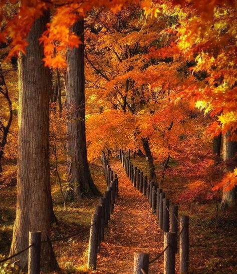 Japan Autumn, Leaves Changing Color, Japanese Lanterns, Japanese Decor, Japanese Landscape, Autumn Scenery, Japanese Painting, Nagano, Japanese Culture