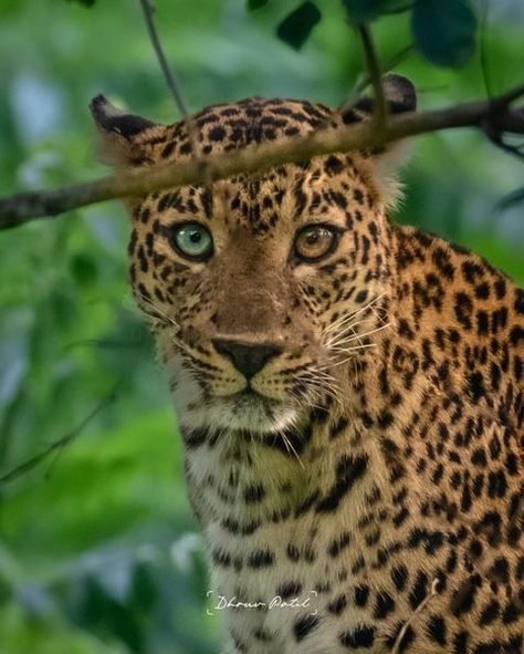 All posts • Instagram Heterochromia Iridum, Female Leopard, Big Cats Art, Leopard Gecko, Animal Print Fashion, Stunning Photography, Bluish Green, Snow Leopard, Leopards