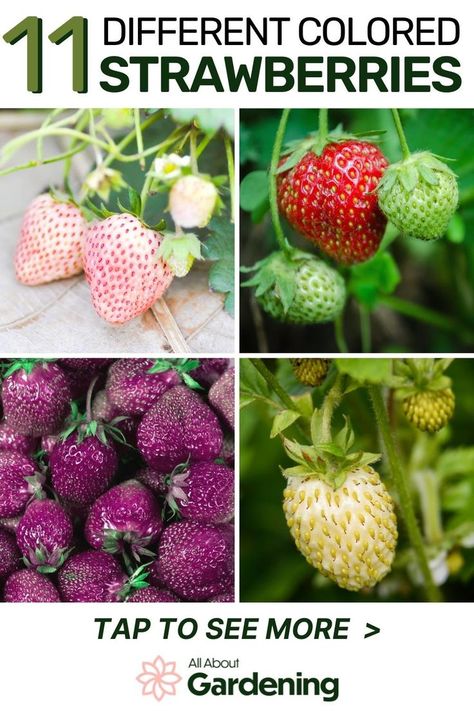 Are you thinking about planting some differently colored strawberries but aren't sure which ones to pick? Here we will go over types of different colored strawberries you can plant in your garden. Come check it out! Types Of Strawberries, Fruit Bearing Trees, Different Types Of Colours, Strawberry Garden, Growing Strawberries, Strawberry Plants, Types Of Plants, Planting, Strawberries