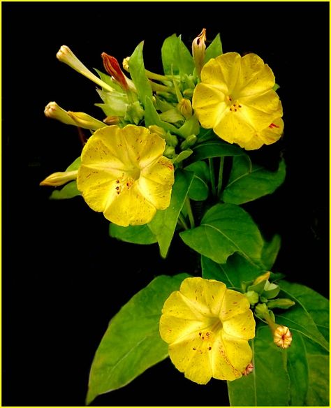 Four O' Clock Flowers 4 O Clock Flowers, Spiritual Flowers, Mirabilis Jalapa, Garden Clocks, Clock Flower, Plant Varieties, Rare Orchids, Four O Clock, Parts Of A Flower