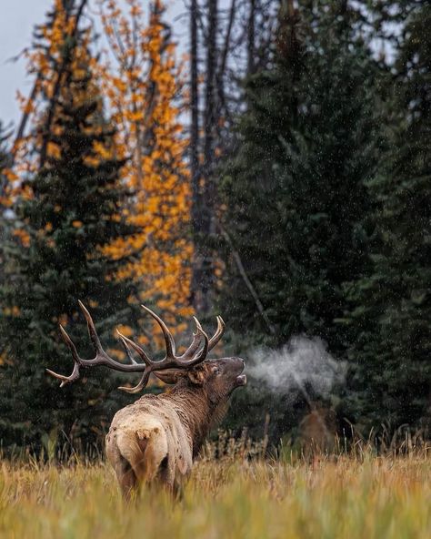 Cow Elk, Elk Pictures, Elk Photo, Deer Photography, Bull Elk, Hunting Life, Elk Hunting, Waste Of Time, Like And Comment