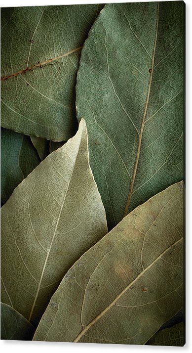 Heap Acrylic Print featuring the photograph Dried Laurel Leaf Background by Pashabo Close Up, Green