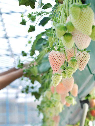 Found on shizuokagourmet.com via Tumblr Gutter Garden, Raw Juice, White Strawberry, Strawberry Fields, Flowers White, Exotic Fruit, Dream Garden, Fruit Trees, Flower Delivery