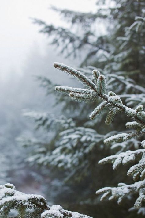 Winter Photography Nature, Christmas Tree Images, Winter Cabin, I Love Winter, Winter Nature, Winter Wood, 12 December, Winter Love, Christmas Inspo