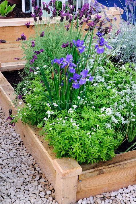 Nice Design for Raised Bed Lavender Raised Garden Bed, Galium Odoratum, Lavandula Stoechas, Garden Lavender, Spanish Lavender, Sweet Woodruff, Raised Bed Garden, Garden Patio Decor, Vegetable Garden Raised Beds