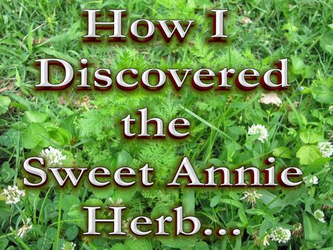 Sweet Annie Herb: How I First Found It - Natural Healing Herbs, Vegetable Plants, Sweet Annie, Herbal Magic, Plants Garden, In The News, Healing Herbs, Love Home, Medicinal Plants