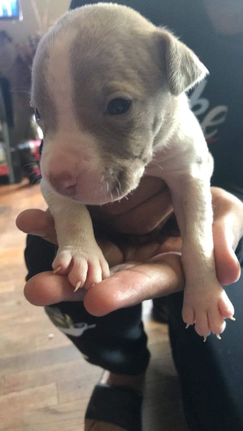 5 female Pitbull puppies Grey Pitbull Puppies, Red Nose Pitbull Puppies, Grey Pitbull, Female Pitbull, Pittie Puppies, Boy Dog Clothes, Pit Bull Puppy, Pitbull Puppies For Sale, Pitbull Dogs