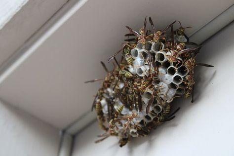 How To Keep Bees, Wasp Nest Removal, Wasp Removal, Get Rid Of Wasps, Bee Safe, Bee Removal, Haint Blue, Wasp Nest, Mini Tacos