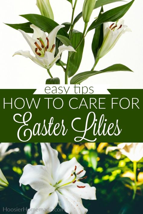 Easter Lily Care | How to Care for Easter Lilies #easterlilycare #easter Easter Lily Care, Easter Lilly, Lilly Plants, Lily Plant Care, Easter Lilies, Lily Care, Plant Care Houseplant, Lily Bulbs, Easter Garden