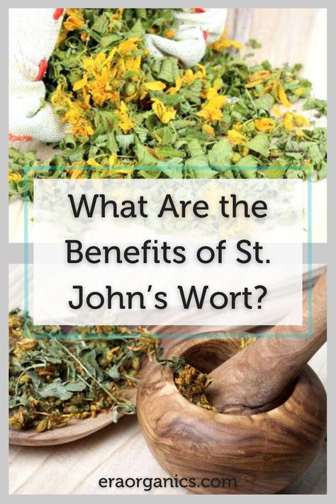 St Johns Wort Tincture Diy, St. John’s Wart Plant, Benefits Of St Johns Wart, St Johns Wort Tea Benefits, At Johns Wort Benefits, St Johns Wart Magical Properties, St. John’s Wort Benefits, St Johns Wort Uses, At Johns Wort