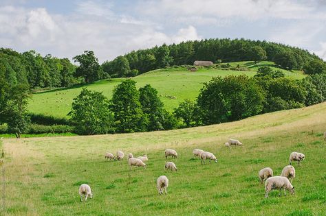 Iowa Farmland, Sheep Grazing, Magic Land, Farm Photography, Wales Uk, Sheep Farm, Awesome Places, The Shepherd, English Countryside