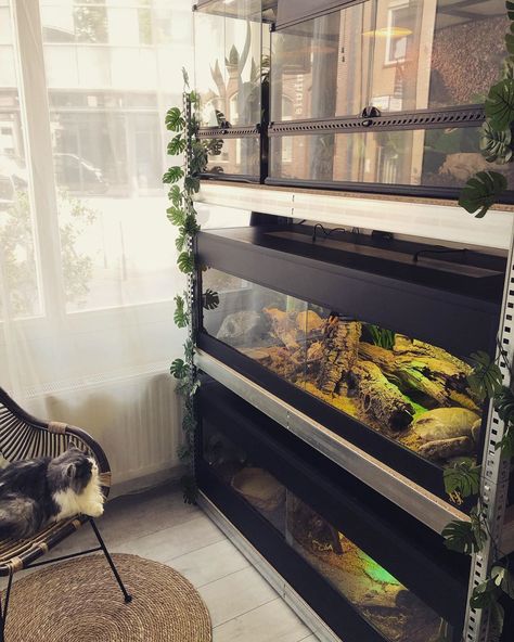 Reptile Rack Ideas, Snake Room Ideas, Reptile Bedroom, Reptile Enclosure Ideas, Reptile Room Aesthetic, Reptile Room Ideas, Snake Room, The Reptile Room, Reptile Rack