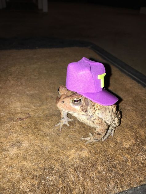 This is Mr. Toad.  Newsome told BuzzFeed News he started making the hats to cheer up a friend’s son who had lost his own pet toad “because all kids would laugh at a toad with a hat.” | A Toad Kept Visiting This Guy's Porch So He Made It Some Hats And It Made People Very Happy A Frog, Toad, Porch, Hats, Purple