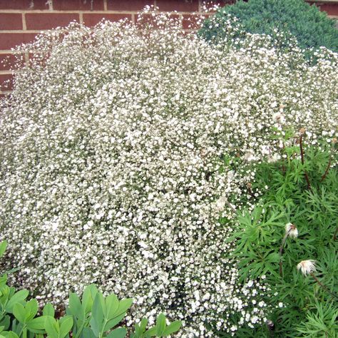 English Lavender Plant, Bloomstruck Hydrangea, Outside Curb Appeal, Heat Tolerant Flowers, Gypsophila Elegans, Hardy Hydrangea, Old Mcdonald Had A Farm, Drying Flowers, Late Summer Flowers