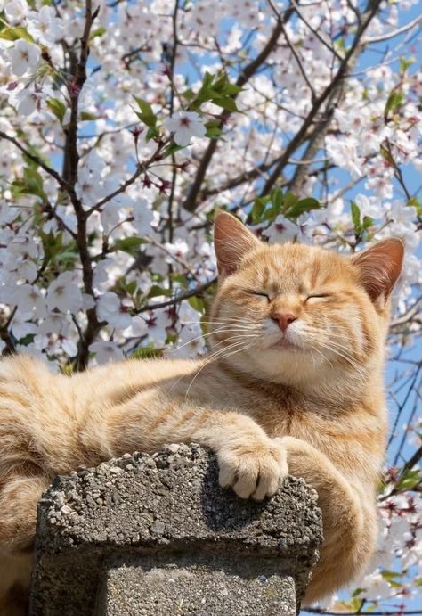 Orange And White Cat, Orange Cat, White Cat, Trees, Japan, Orange, Flowers, White, Instagram