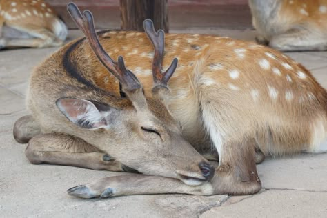 Deer Drawing, Deer Illustration, Deer Family, Mazzy Star, Oh Deer, Forest Friends, Zoology, Beautiful Creatures, Animal Kingdom