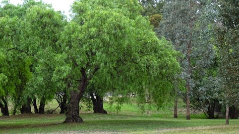 Peppercorn Tree, Pepper Tree, Backyard Trees, Melbourne Street, Future Garden, Street Trees, Evergreen Trees, Plant Lady, Piercing Tattoo