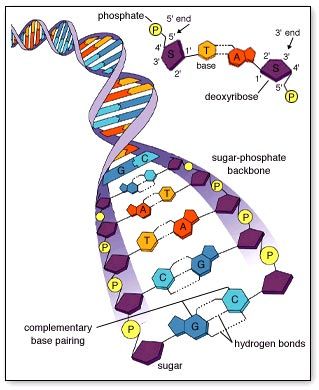 Nucleotides and Nucleic Acids.. – biolyst Dna E Rna, Biology Interactive Notebook, Biology Memes, Biology Activity, Biology Humor, Biology Projects, Study Biology, Biology Labs, Biology Art