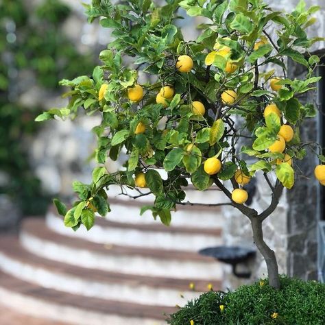 I ❤️ AMALFI COAST | Best Places and Travel Tips | 💛**Ravello Art Hotel Marmorata **is a 4 stars hotel situated in **Ravello** on a wonderful cliff in a lovely, quiet and small bay, in the heart of ... | Facebook Key Lime Tree, Design Garden Ideas, Wood Raised Garden Bed, Meyer Lemon Tree, Lemon Trees, Metal Raised Garden Beds, Seed Shop, Lime Tree, Watering & Irrigation