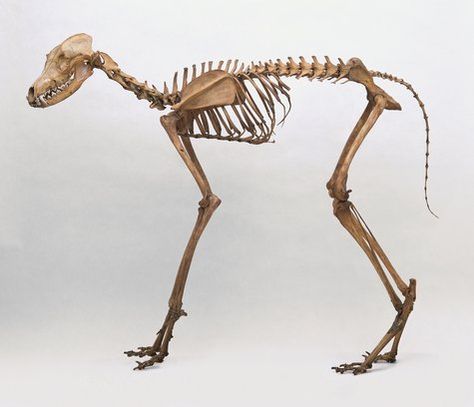 Maned wolf skeleton Wolf Skeleton, Skeletal Anatomy, Creature Anatomy, Felting Inspiration, Creature Reference, Spooky Scary Skeletons, Maned Wolf, Skeleton Anatomy, Animal Studies